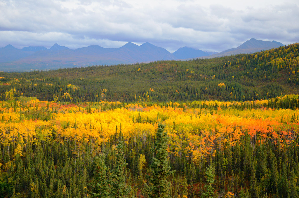 yellow valley Near the entrance to Denali National Park. B… Flickr