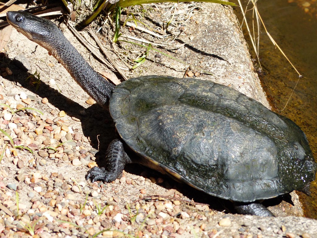 Long Necked Turtle Australian Reptile Park, Central Coas… Flickr