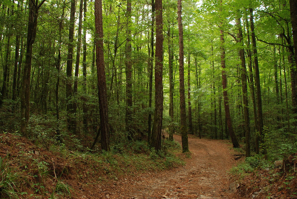 Bosque de PinoEncino Húmedo Turismo Tamaulipas Flickr