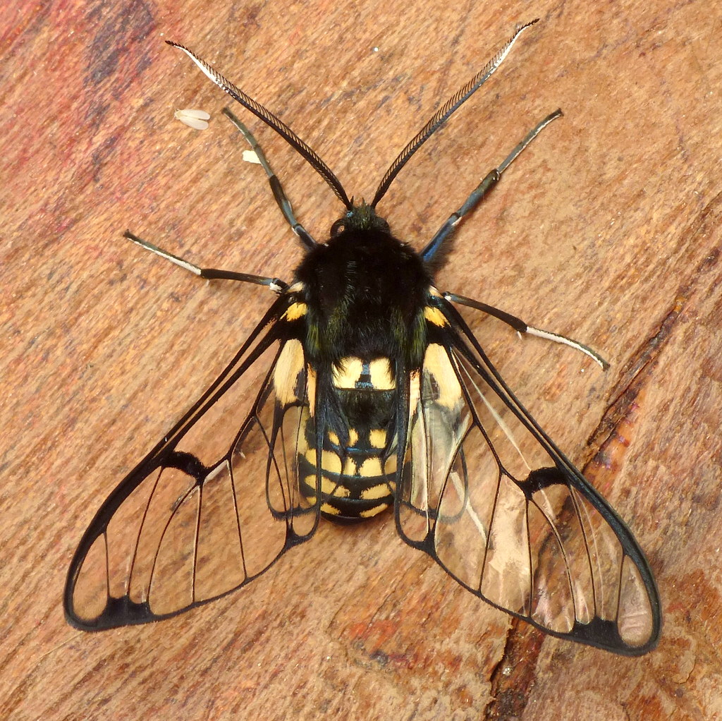 Wasp moth, Homoeocera Ctenuchinae Andreas Kay Flickr