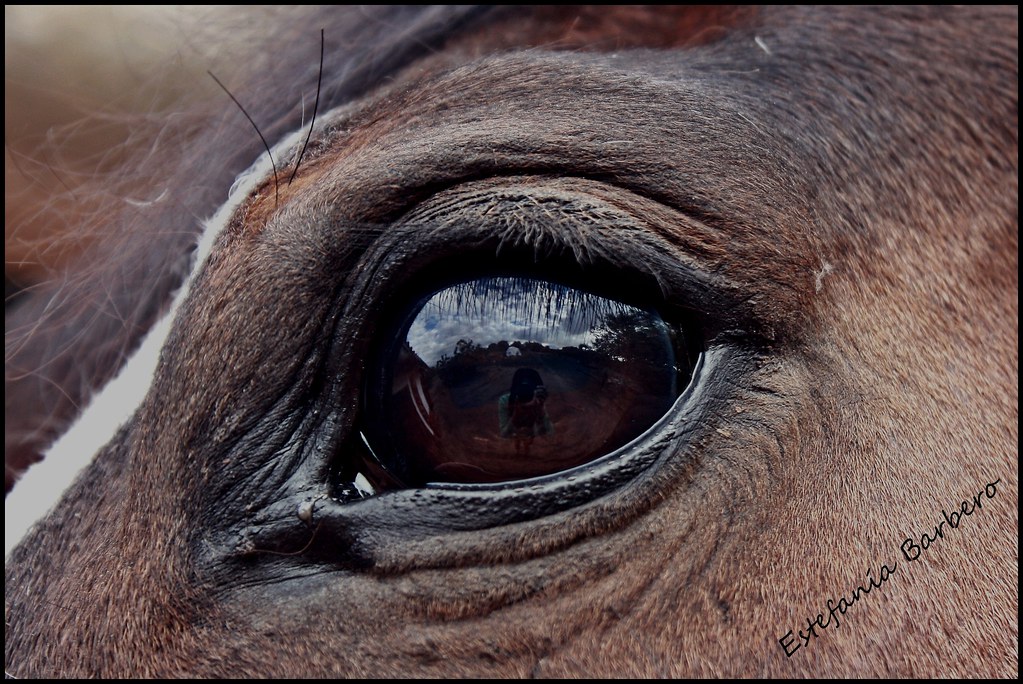Ojo del caballo Ojo del caballo donde se aprecia mi reflej… Flickr