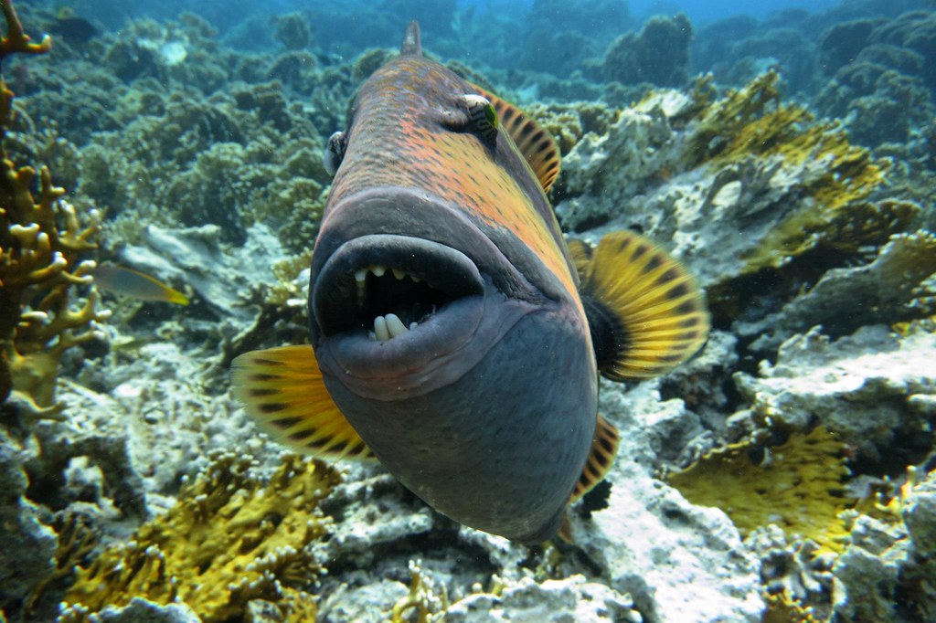 Ko Lipe Diving Titan triggerfish (Balistoides viridescen… Flickr