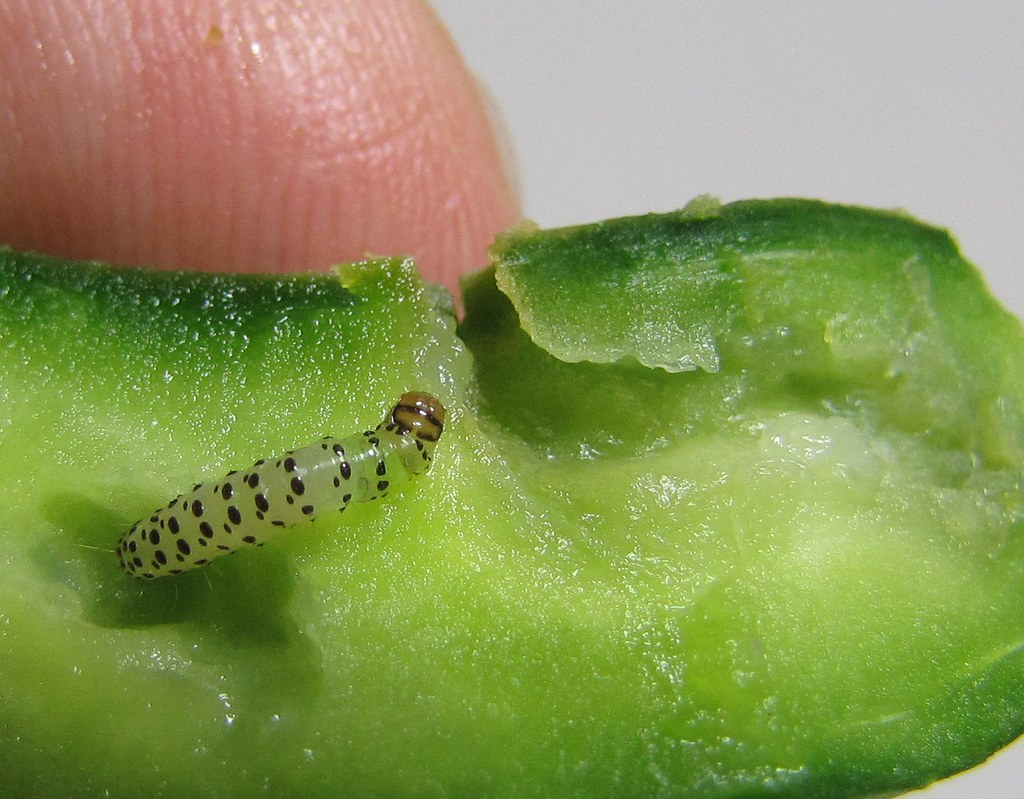 Pickleworm in our Cucumber Pickleworms like to chow down o… Flickr