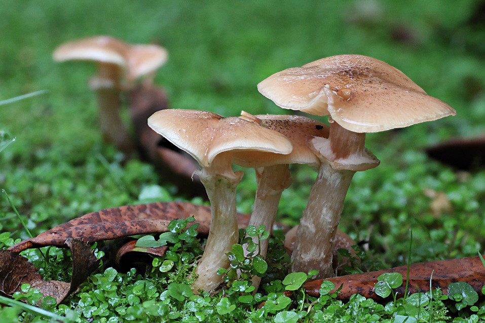 Toadstools in the lawn Toadstools in the lawn. Upto 4" hig… Flickr