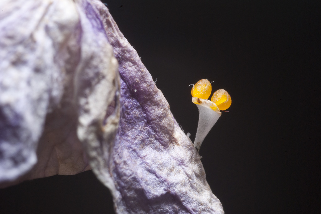 orchid pollen orchid pollen on a dead orchid leaf, ceci n'… Flickr