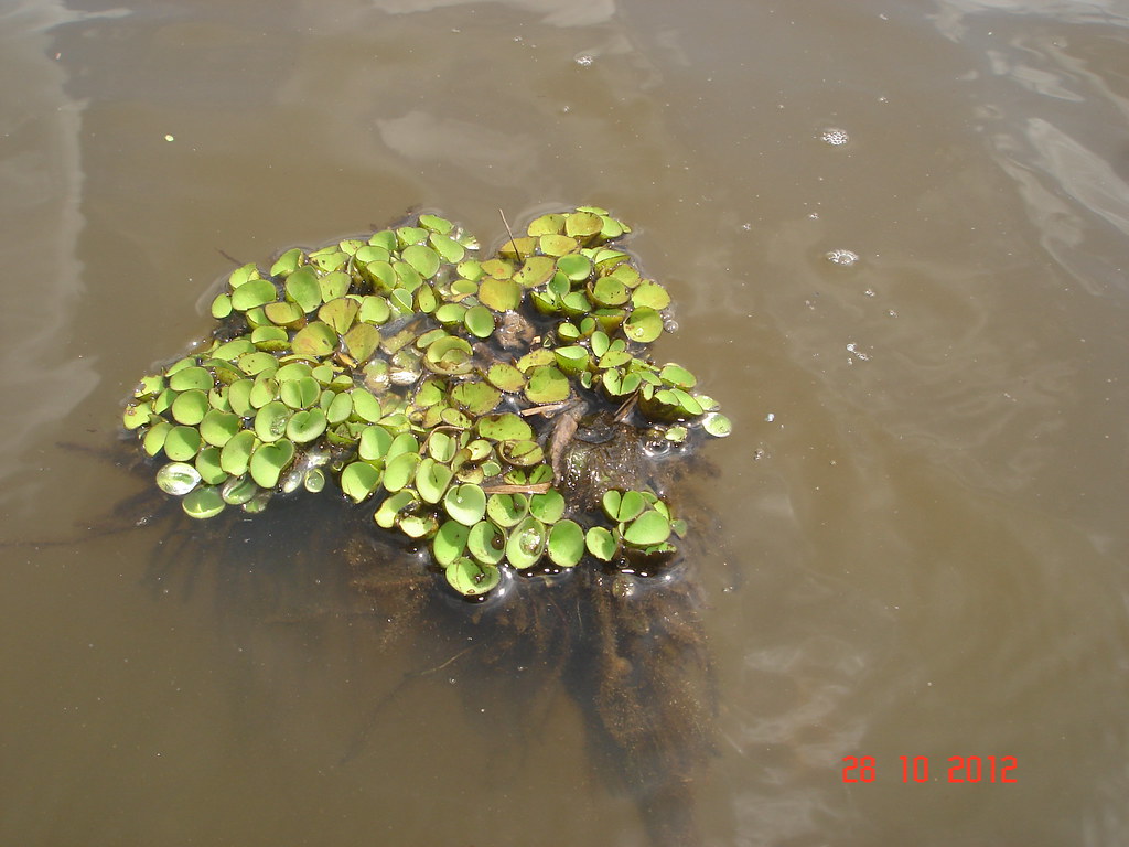 Salvinia cucullata (ចកត្រឹប) Scientific name Salvinia