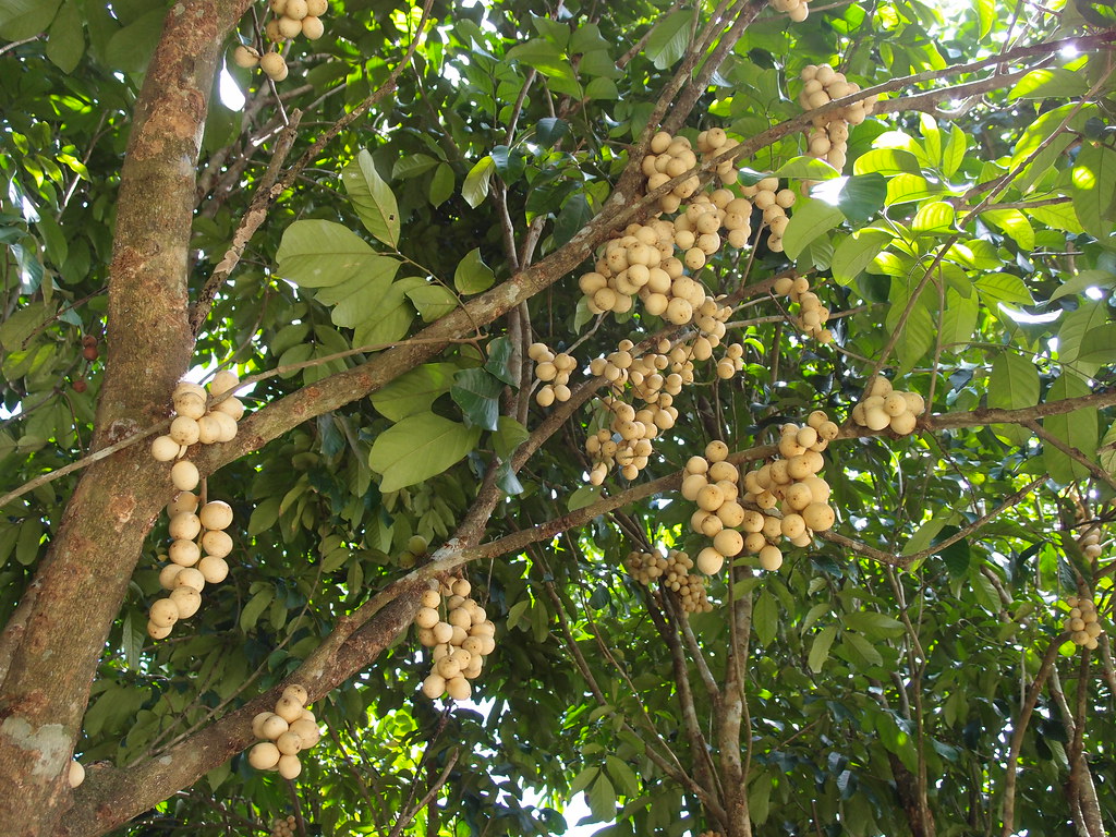 Lanzones on tree On the way to Nypa Style Resort Lota Hilton Flickr