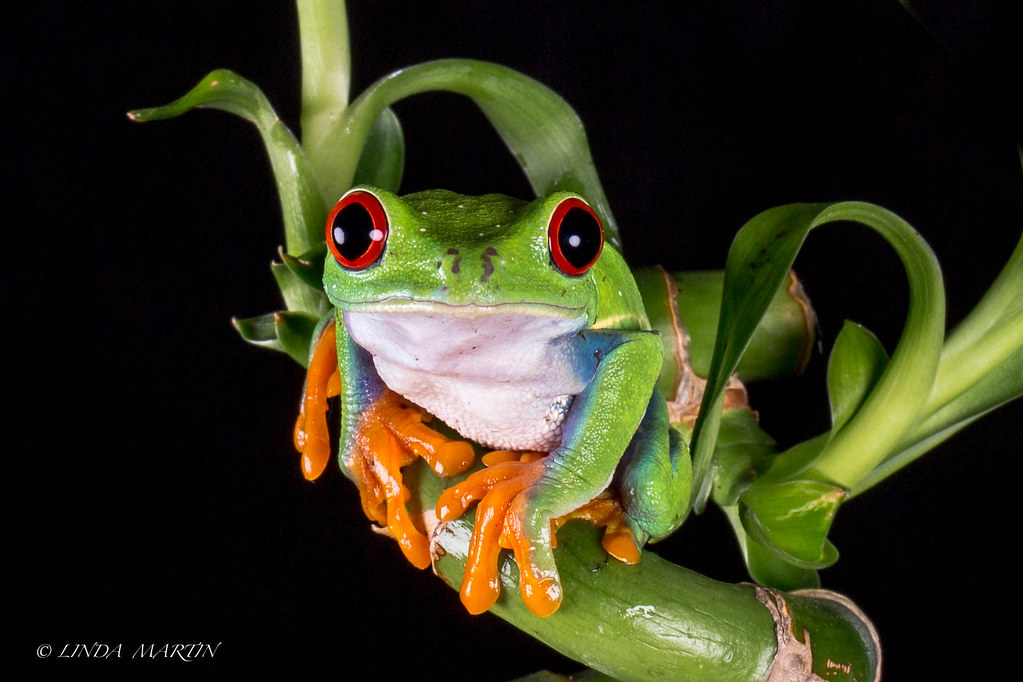 Red Eyed Tree Frog (In Explore 7/9) (Agalychnis callidryas… Flickr