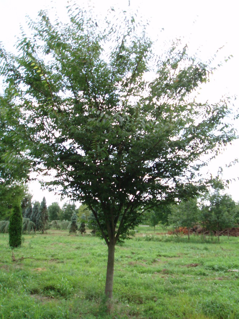 Zelkova serrata 'Green Vase' Zone 58 Height 6080ft. ta… Flickr