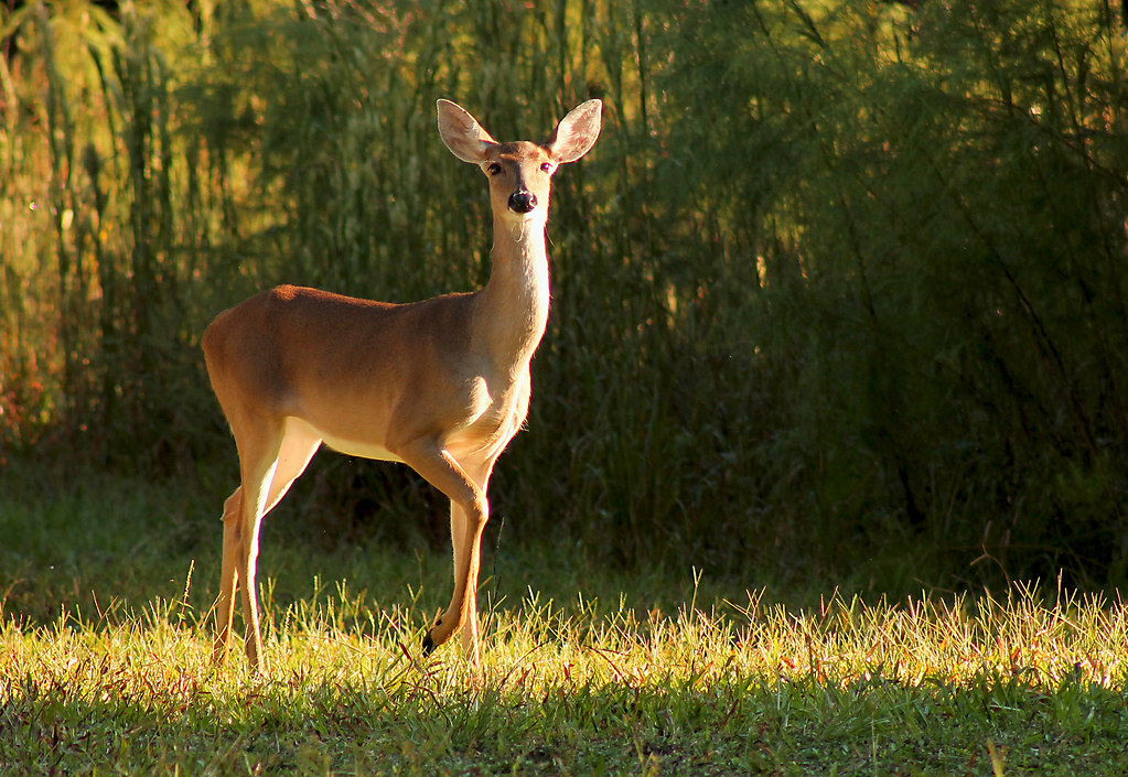 A Doe, A Deer...(4) Silver River State Park, FL See the fi… Flickr