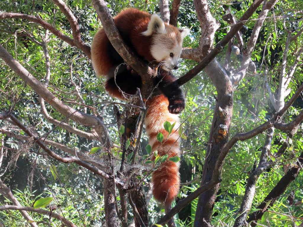 Red Panda Kingdom Animalia Phylum Chordata Class Mammal??? Flickr