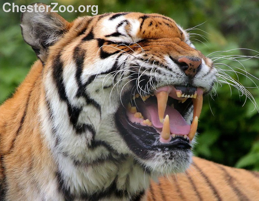 Tiger teeth 2 Tiger showing what he could do Chester