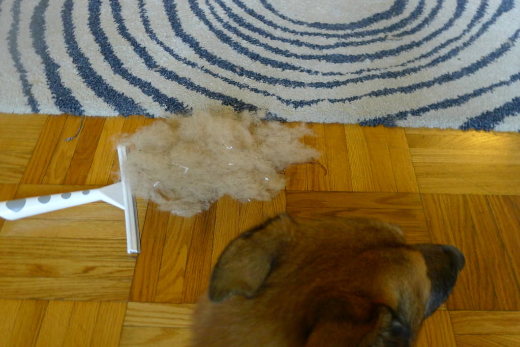 squeegee on rug really does remove dog hair! saw this tric… Flickr
