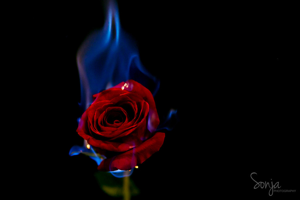 Love is on Fire Using flammable liquid, I lit flowers on f
