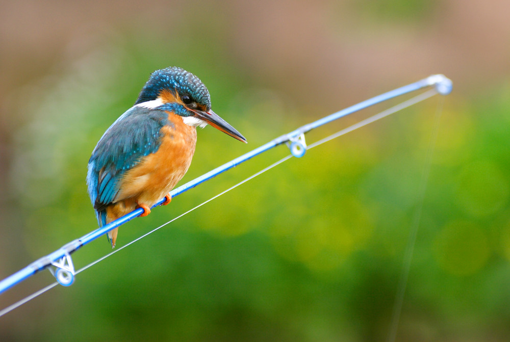Kingfisher on rod Kingfisher on fishing rod Kevin Keatley Flickr