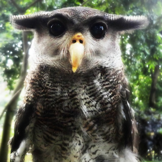 Terbaru 45+ Mentahan Logo Burung Hantu