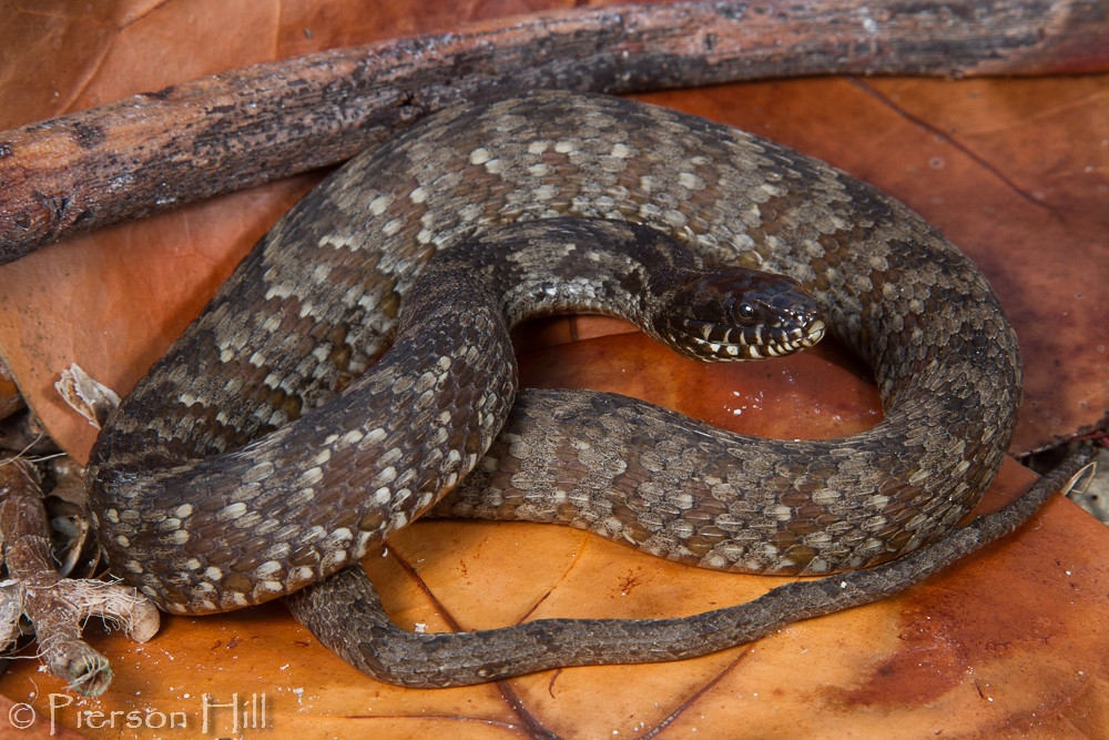 Mangrove Salt Marsh Watersnake (Nerodia clarkii compressic… Flickr