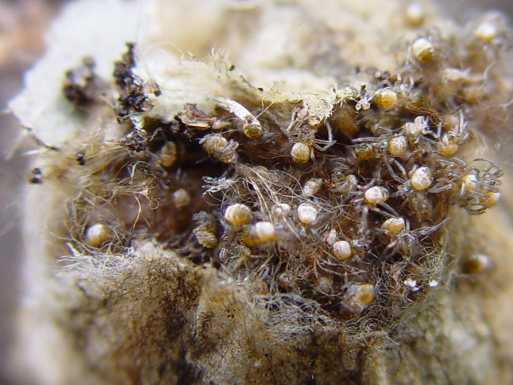 Spider cocoon with baby Argiope bruennichi spiders Flickr