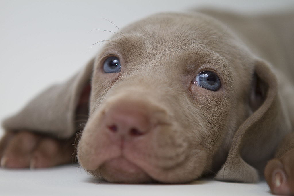 Weimaraner puppy 5 weeks old,laying down tired,blue eyes Flickr