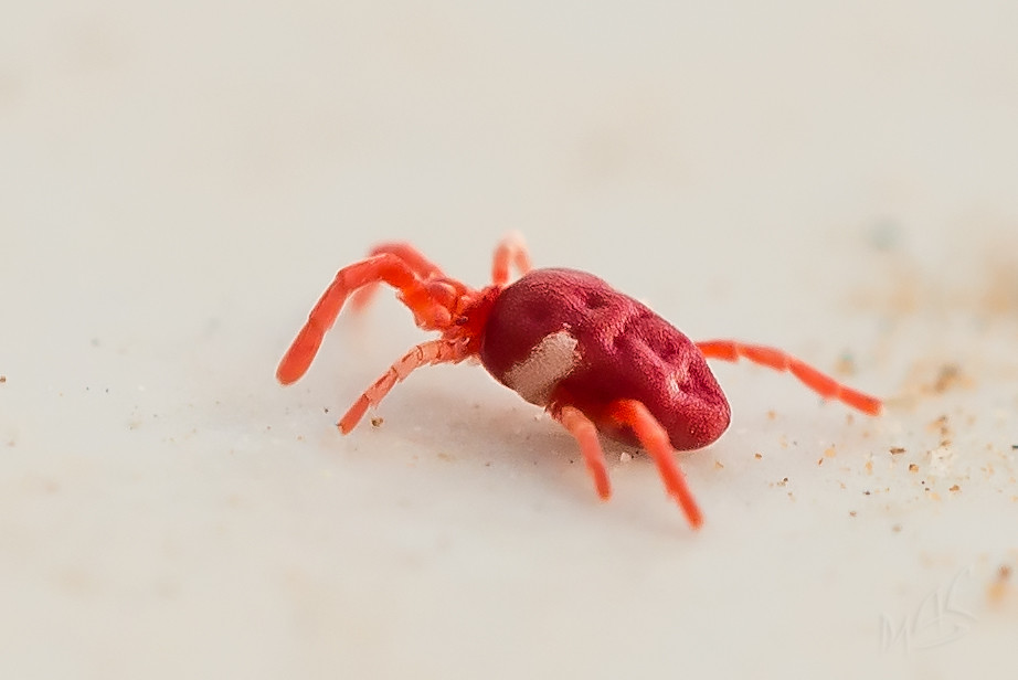 This is a Red velvet mite, only 1mm in size Red velvet mit… Flickr