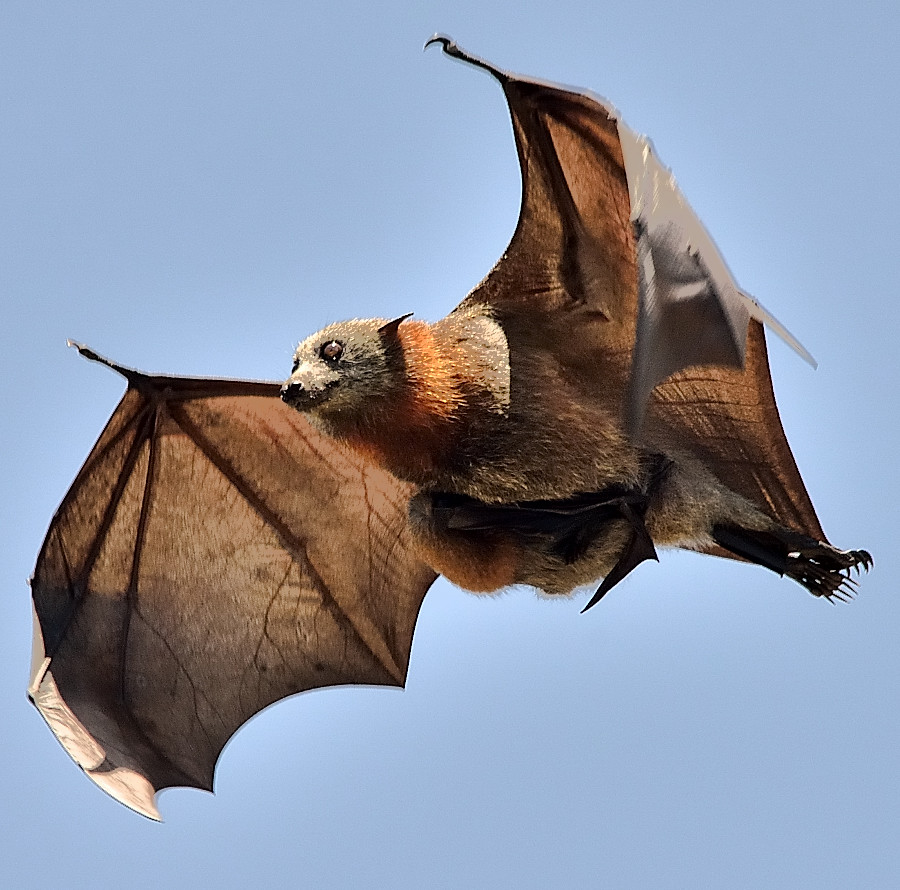 Baby Bat burden back again Grey Headed Flying Fox. DSC_6… Flickr