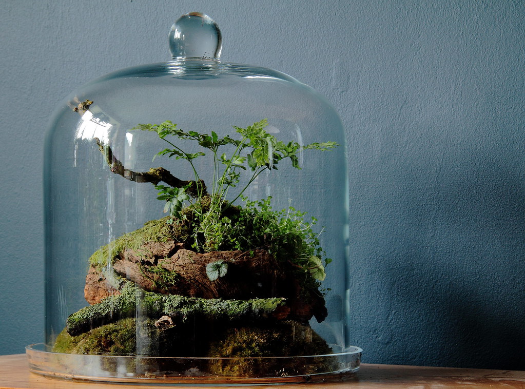 Woodland Bell Jar Terrarium Ken Marten Flickr