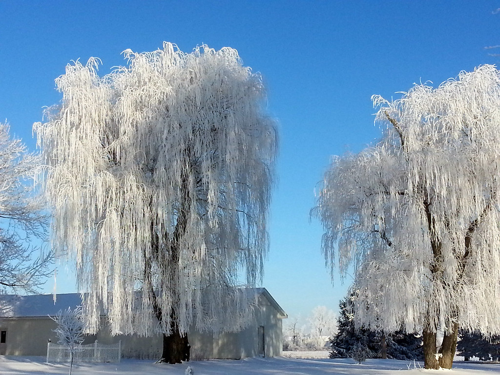 Natures Weeping Willow Drapes Hoar Frost (also called radi… Flickr