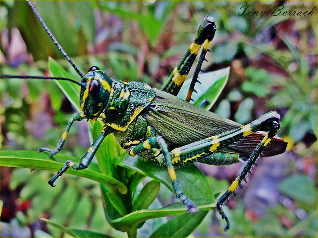 Gafanhoto Brasileiro Verde Amarelo Os gafanhotos sÃ£o os inâ€¦ Flickr