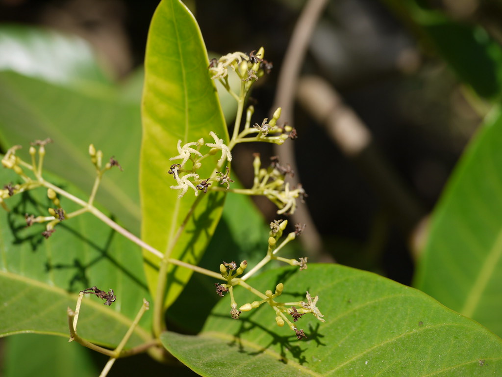 Kavali (Marathi कावळी) Apocynaceae (dogbane family) » Ano… Flickr