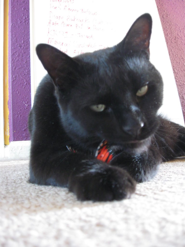 Cat Eating Butterfly Fake rescue cat eats real monarch but