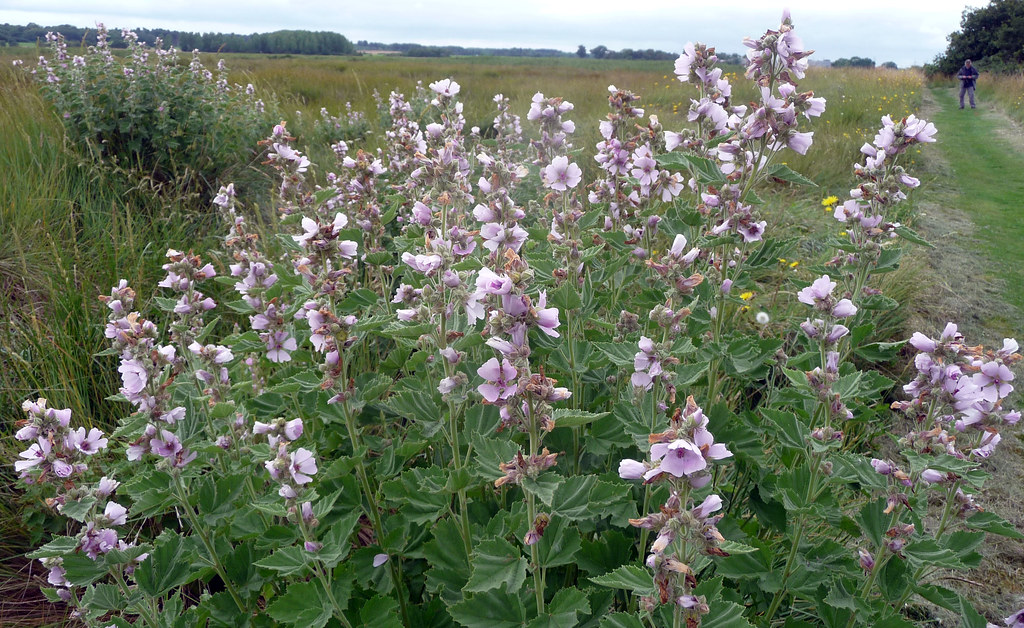 Althaea officinalis . Marsh Mallow gailhampshire Flickr