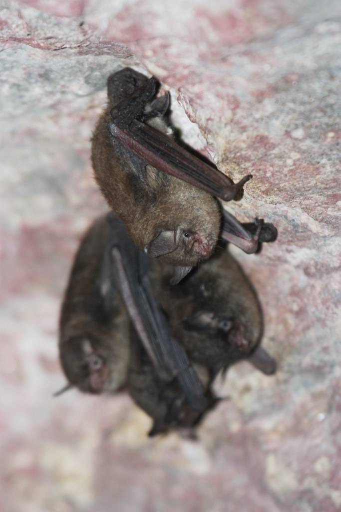 Indiana bats during a survey in Ohio. Photo by USFWS; Andr… Flickr