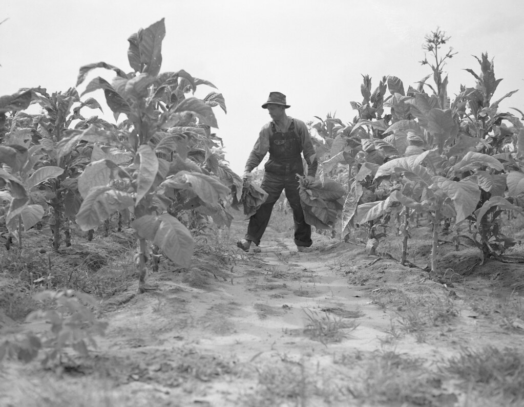 ConDev5779A Tobacco harvest, eastern North Carolina Flickr