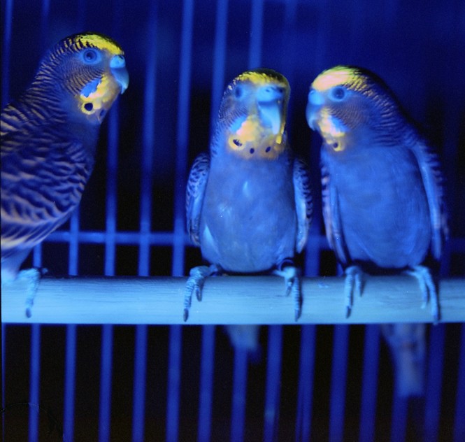 Budgies under UV light Credit Dr Kathryn Arnold, Universi… Flickr