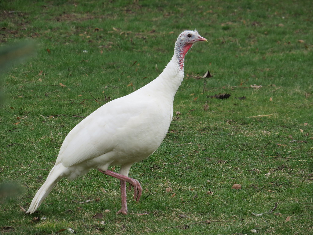 Female Albino Wild Turkey Resides with large flock in resi… Flickr