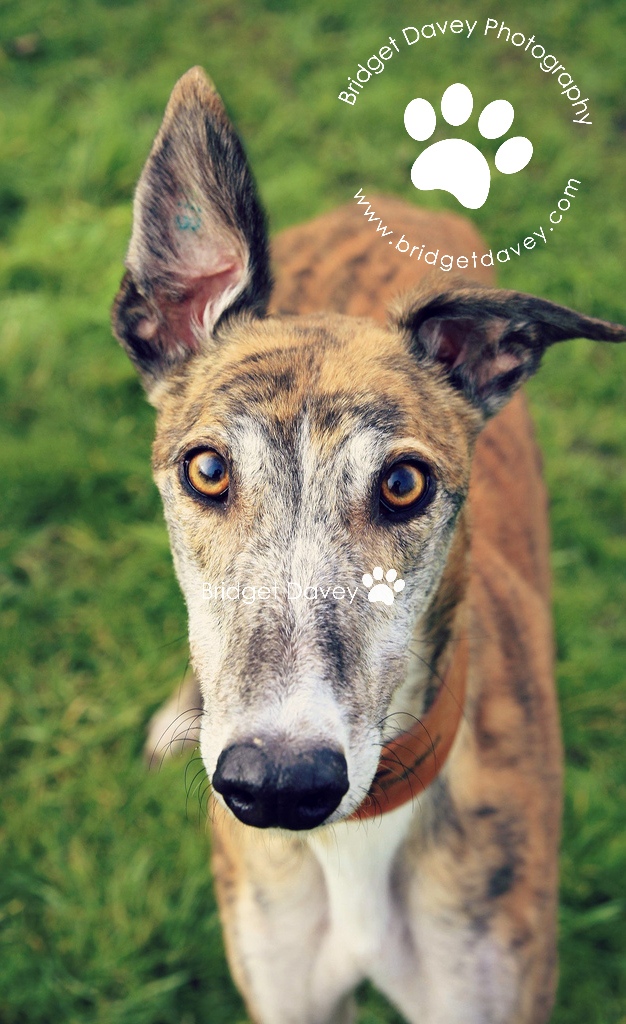 Tory Pet Photography Leighton Buzzard Dog Lifestyle Photo… Flickr