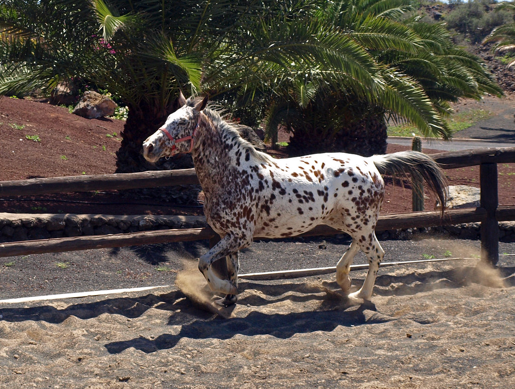 Caballo Appaloosa (Rancho Texas Lanzarote Park) Cualquier … Flickr