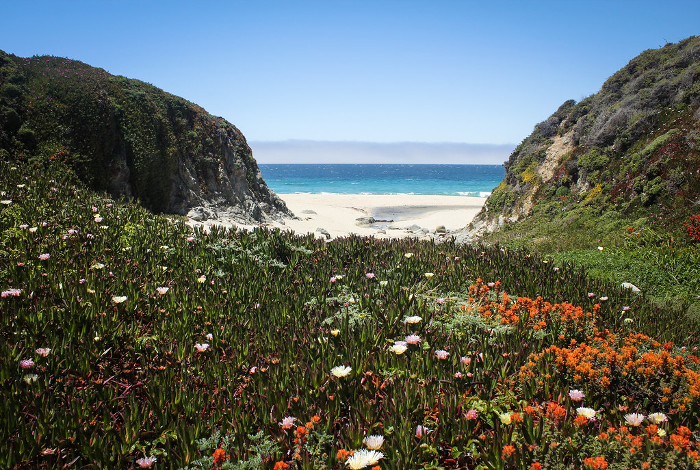 Calla Lilies Valley at Garrapata State Beach Carmel, Cal… Flickr