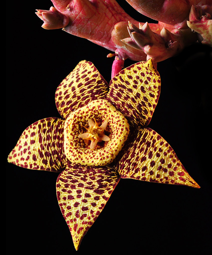 Succulent Star Flower This is a flower from one of the
