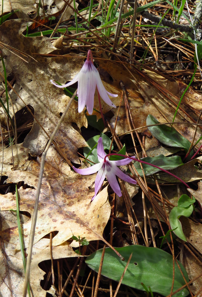 91/365 — Trout Lily The demure Fawn Lily or Trout Lily, na… Flickr
