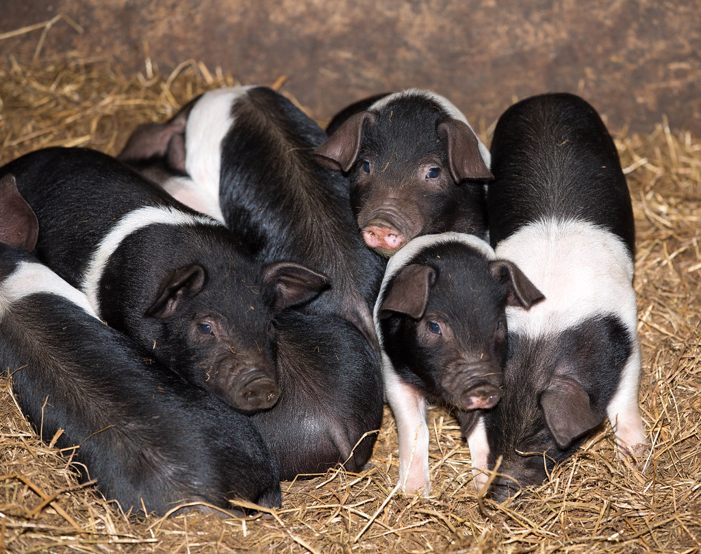 British Saddleback Piglets. The British Saddleback formed … Flickr