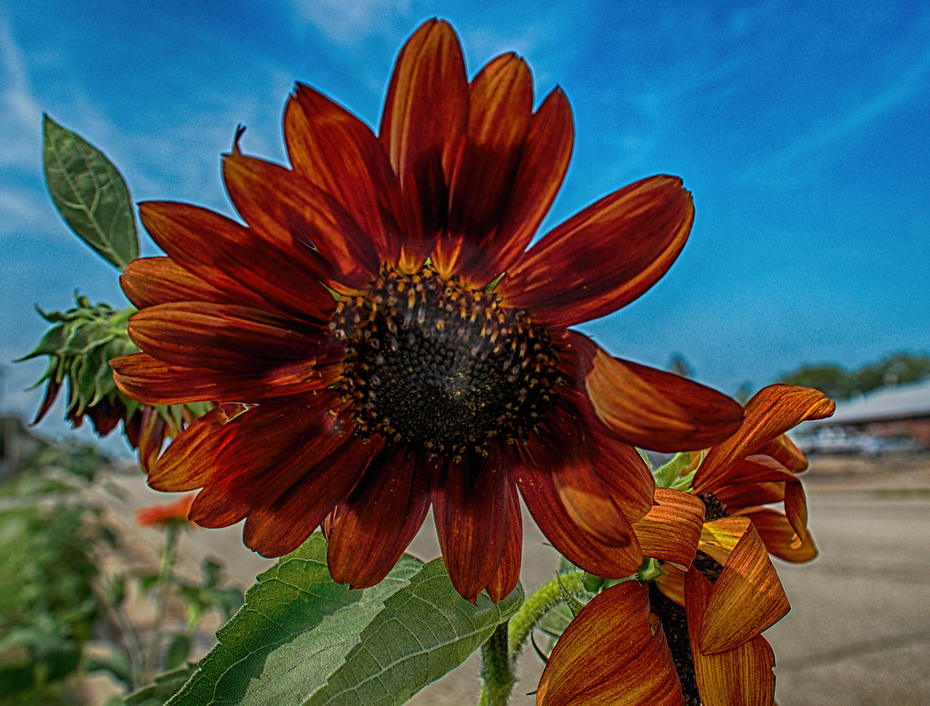 Road Edge Sunflower Multicolored sunflower growing on the… Flickr