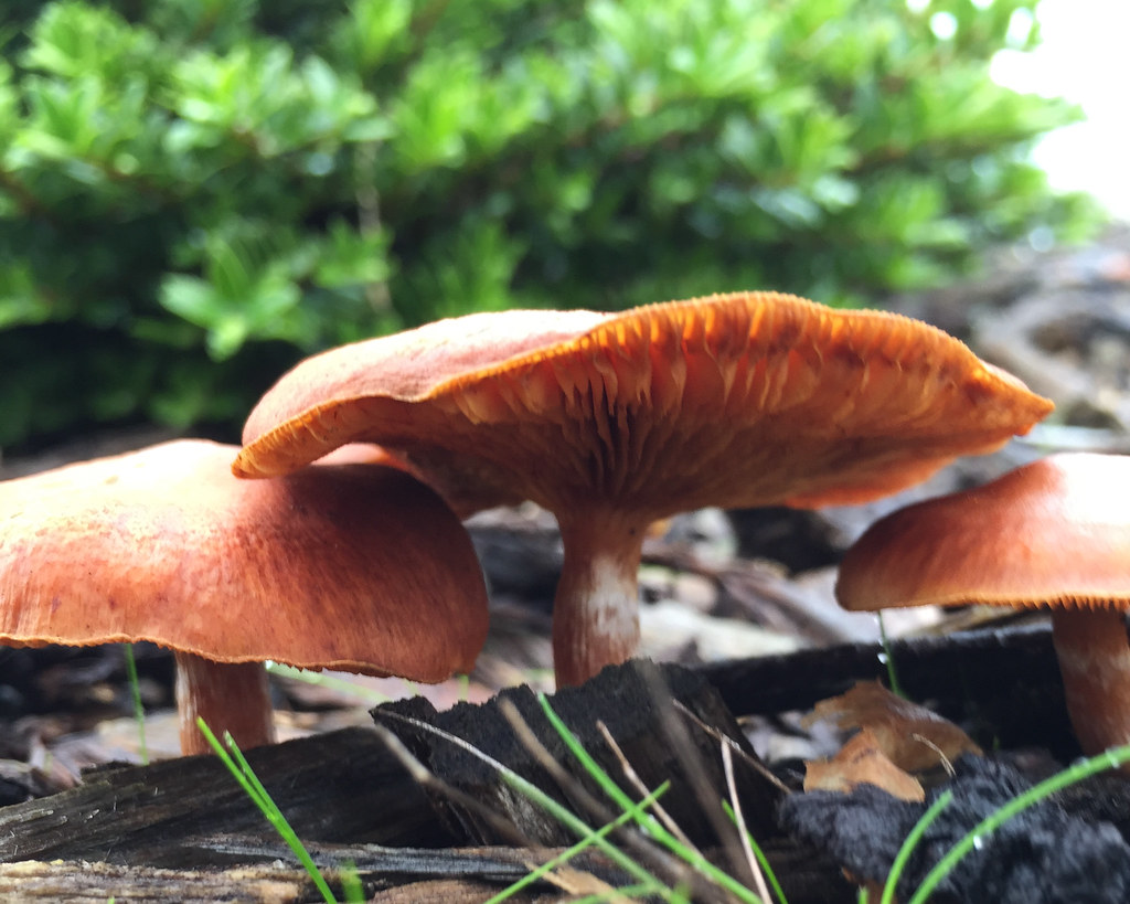 Mushrooms, Leratiomyces ceres, growing in Wood chip mulch,… Flickr