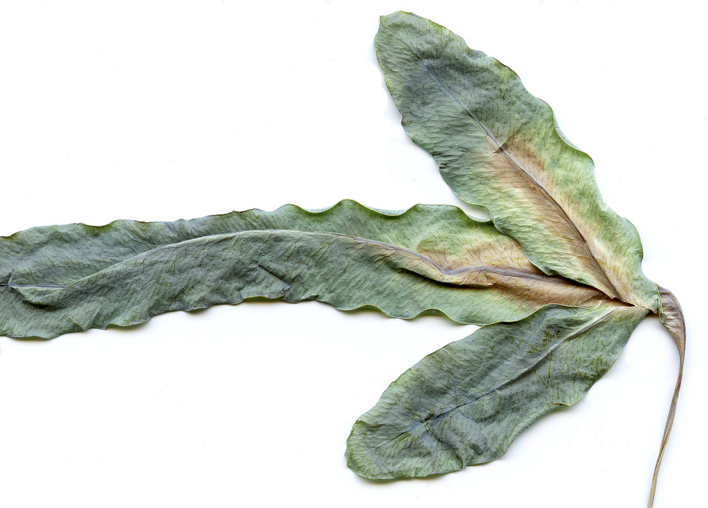 Aged leaf of the blue rabbits foot fern Phlebodium