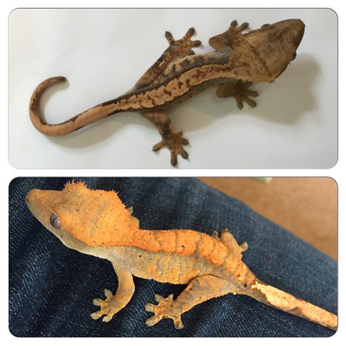 NW England Juvenile crested gecko for sale Reptile Forums