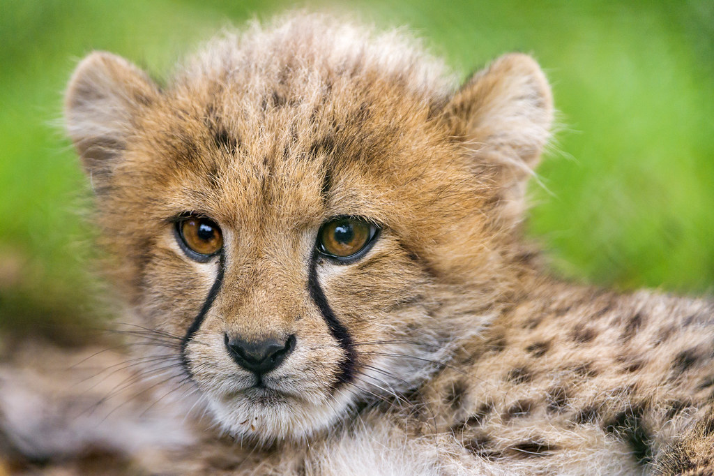 Close portrait of a lying cheetah cub Last picture of a