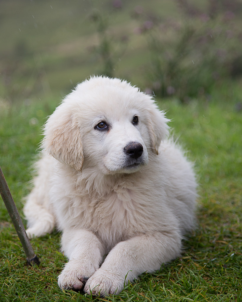 Le patou chiot (1) Petit patou vieux de 3 mois, chien