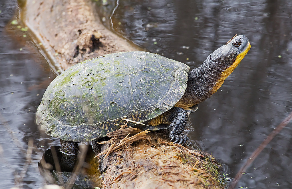 Blanding's Turtle (Emydoidea blandingii) An old adult