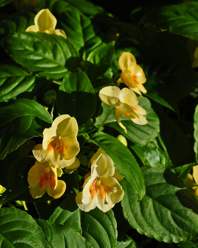 A Tidewater Gardener Briefly Back in Retail