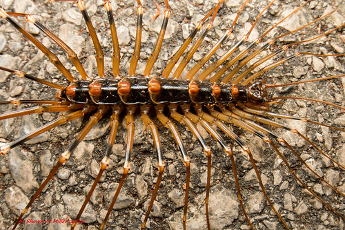 Longlegged cave centipede. (Thereuopoda longicornis) Flickr